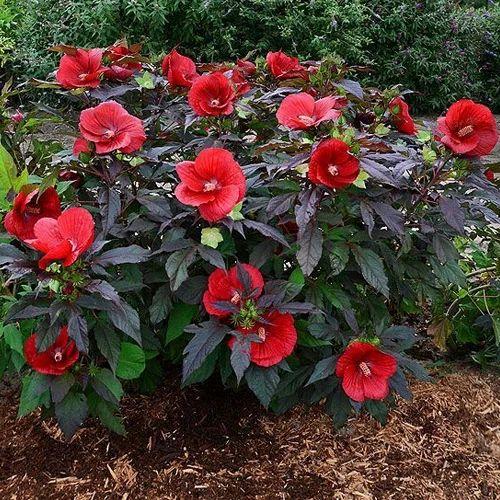 Hibiscus Bush Red - View 2 from www redcrocus com