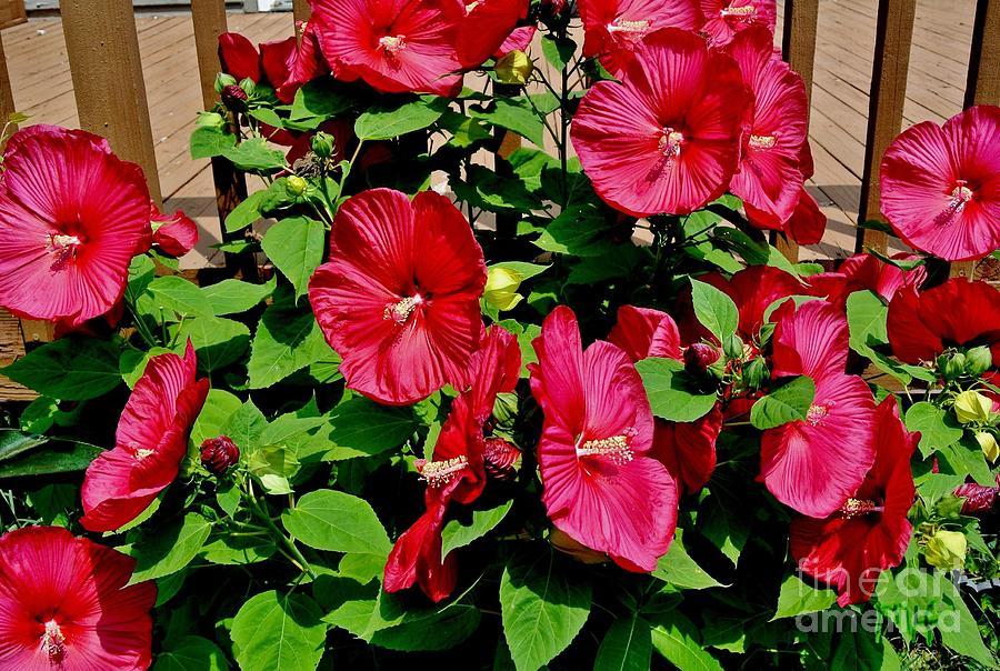 Hibiscus Bush Red - View 9 from www redcrocus com
