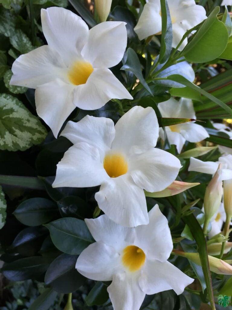 Mandevilla X White Teepee - View 13 from www redcrocus com