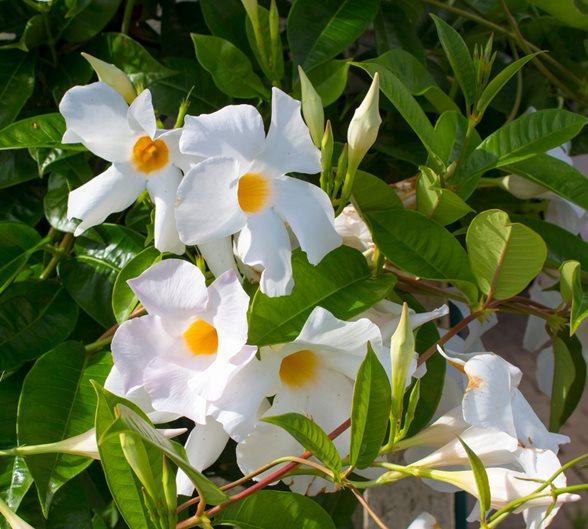 Mandevilla X White Teepee - View 15 from www redcrocus com