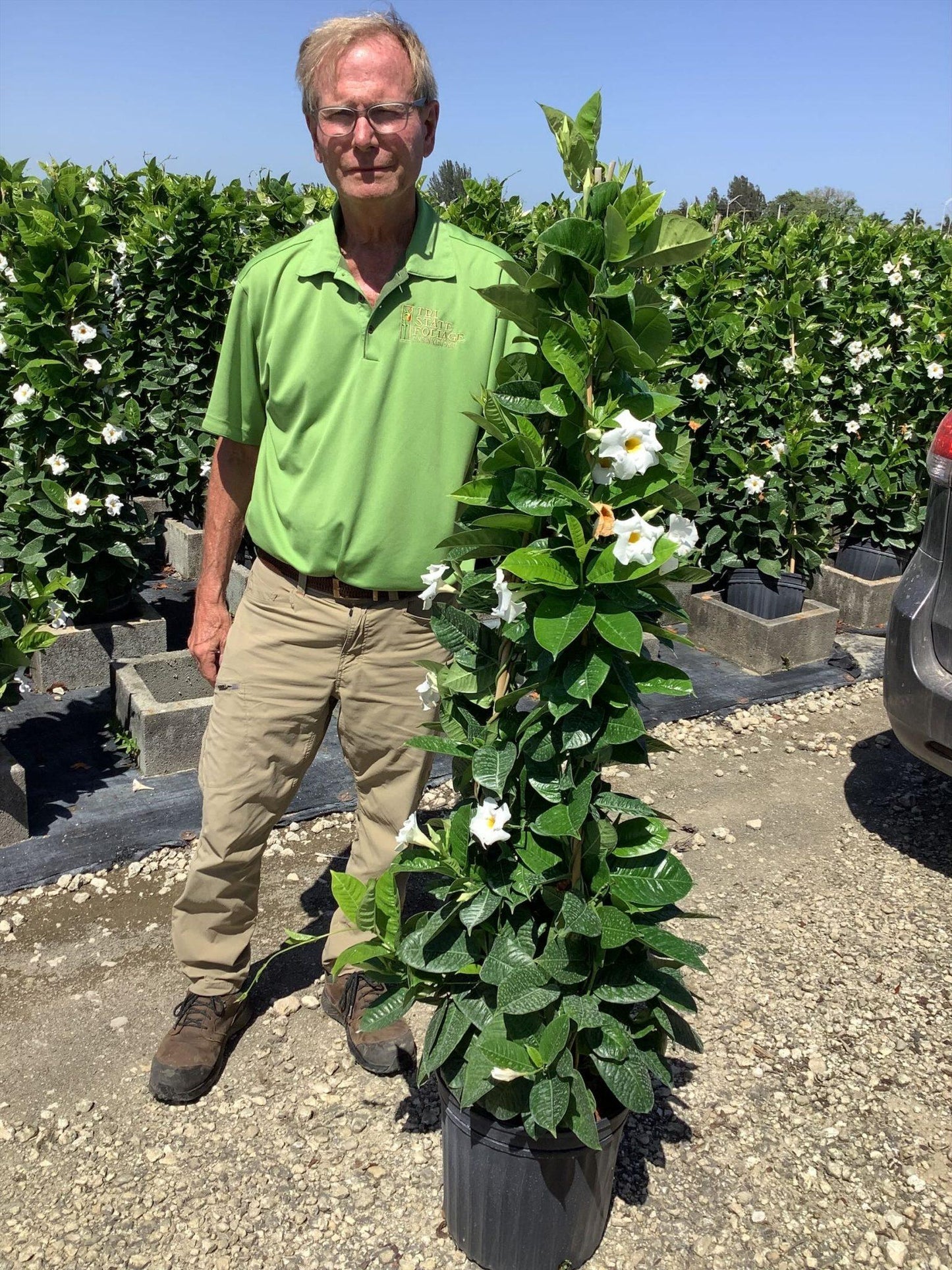 Mandevilla X White Teepee - View 3 from www redcrocus com