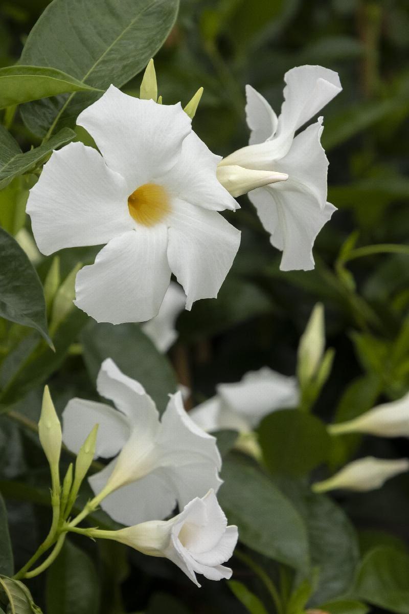 Mandevilla X White Teepee - View 5 from www redcrocus com