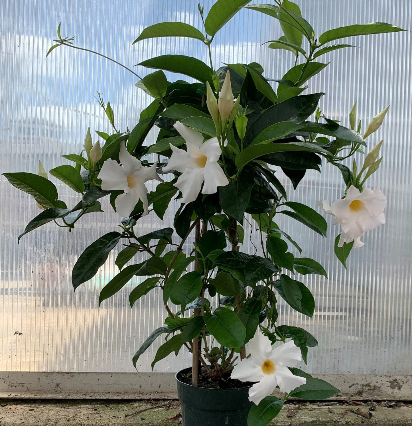 Mandevilla X White Teepee - View 6 from www redcrocus com
