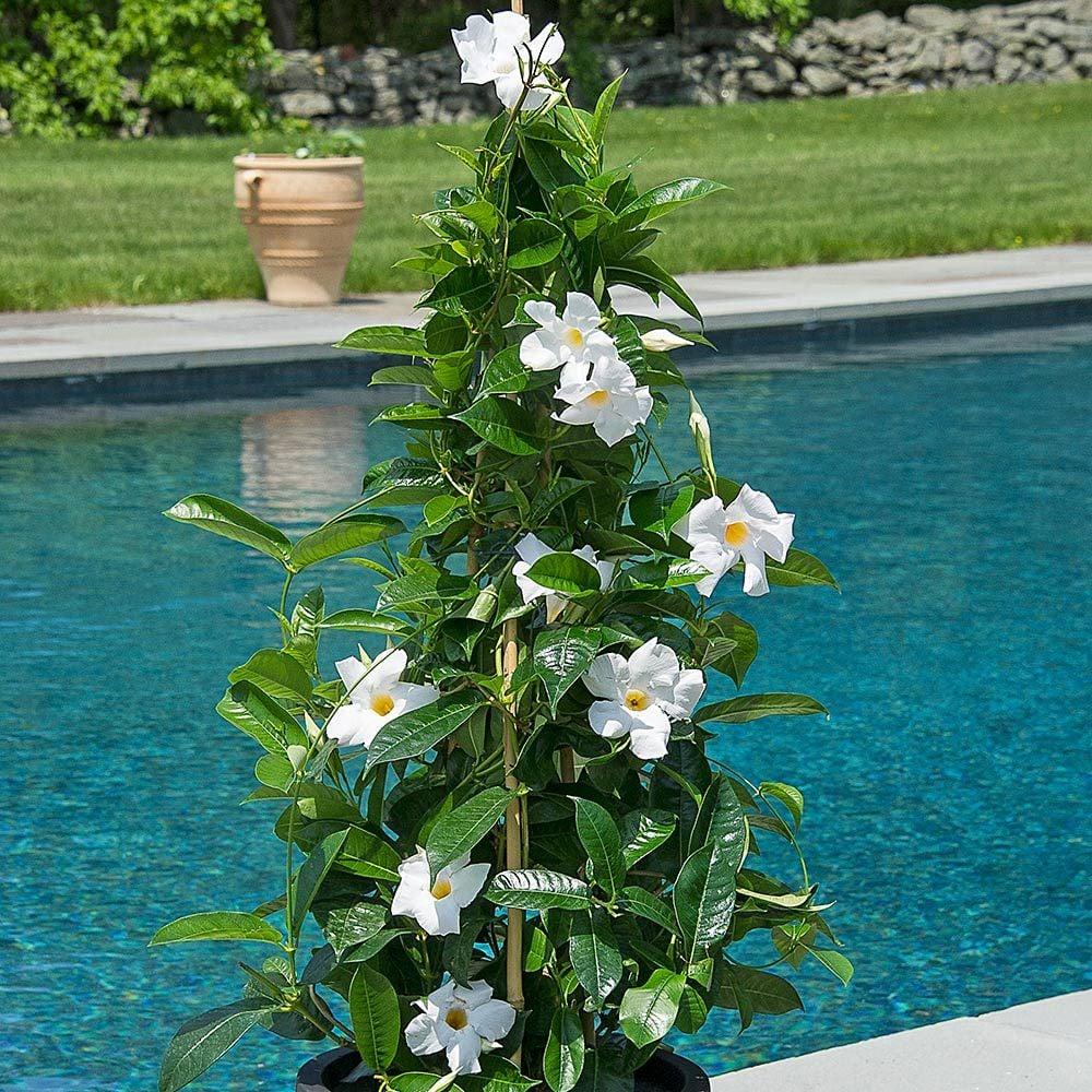 Mandevilla X White Teepee - View 8 from www redcrocus com