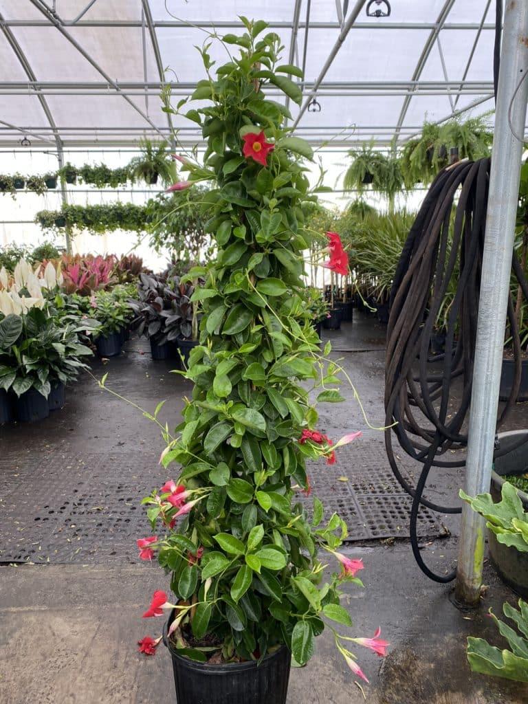 Mandevilla X White Teepee - View 9 from www redcrocus com