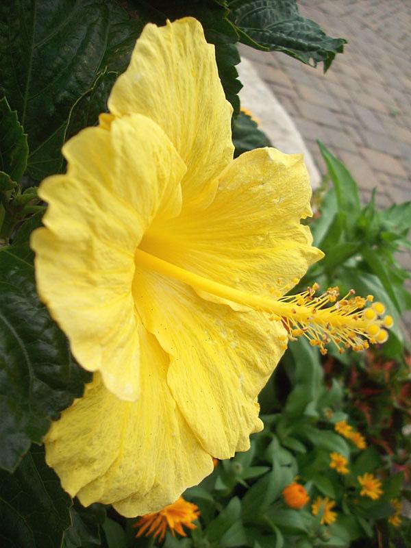 Hibiscus Bush Yellow - View 11 from www redcrocus com