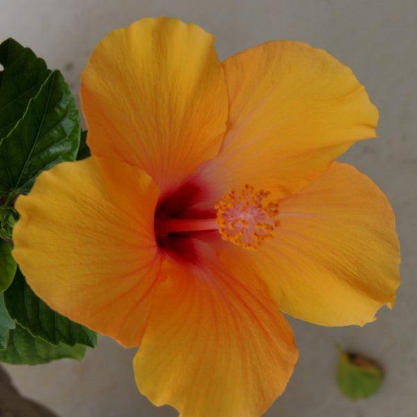Hibiscus Bush Yellow - View 12 from www redcrocus com