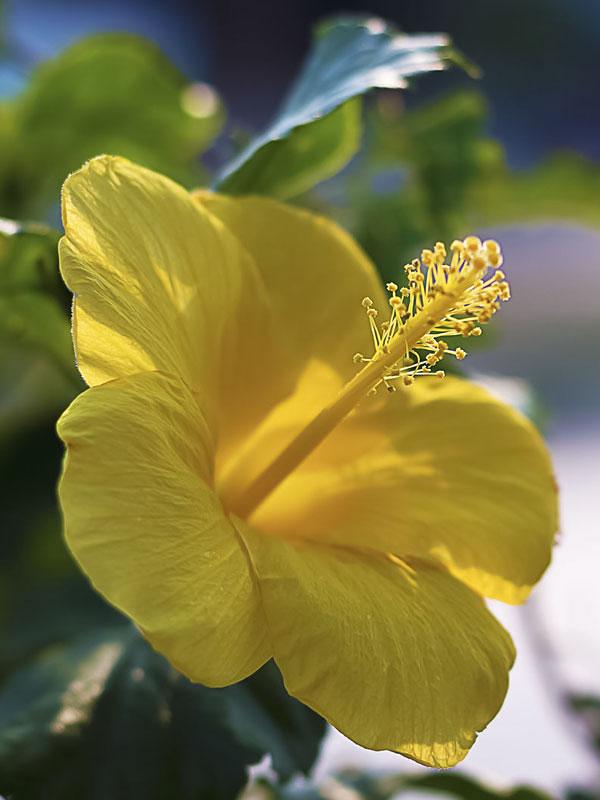 Hibiscus Bush Yellow - View 13 from www redcrocus com