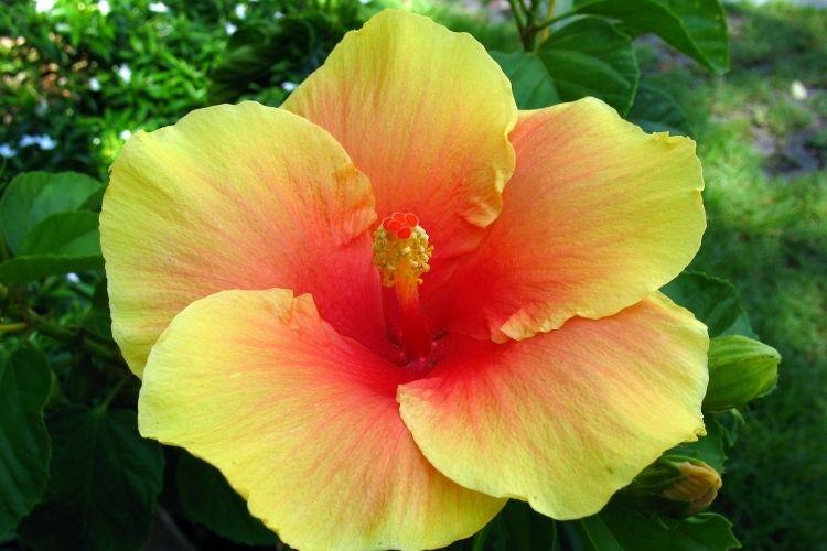 Hibiscus Bush Yellow - View 14 from www redcrocus com