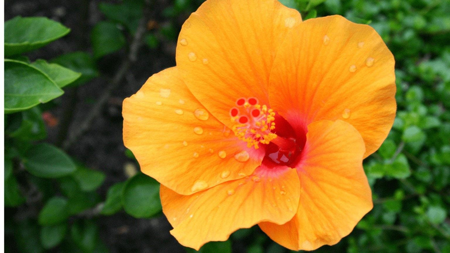 Hibiscus Bush Yellow - View 15 from www redcrocus com