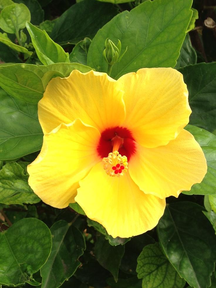Hibiscus Bush Yellow - View 16 from www redcrocus com