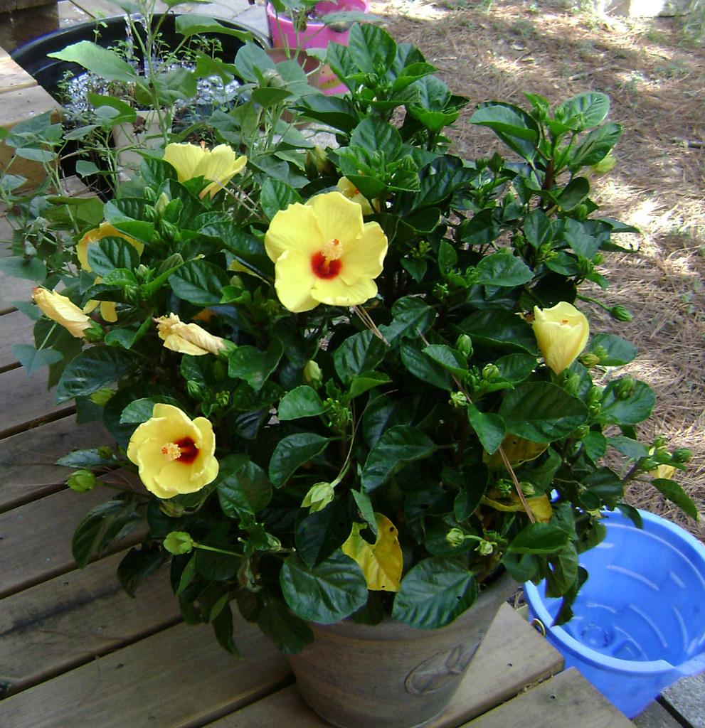 Hibiscus Bush Yellow - View 17 from www redcrocus com