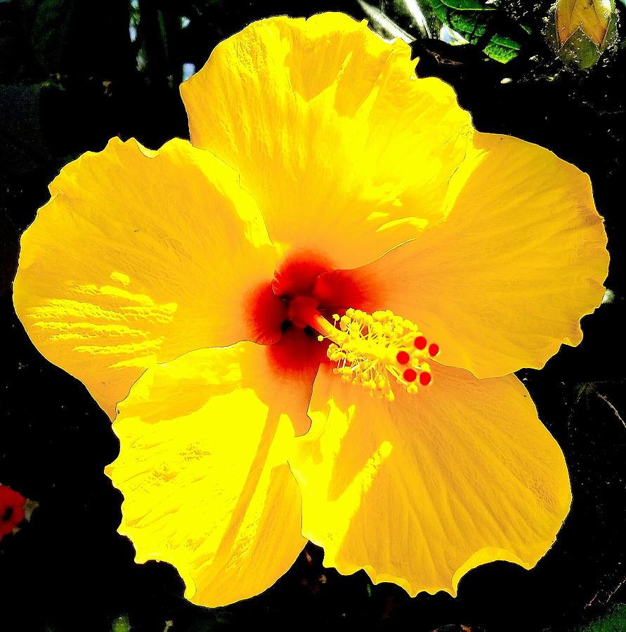 Hibiscus Bush Yellow - View 18 from www redcrocus com