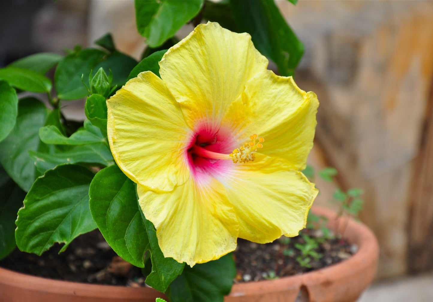 Hibiscus Bush Yellow - View 20 from www redcrocus com