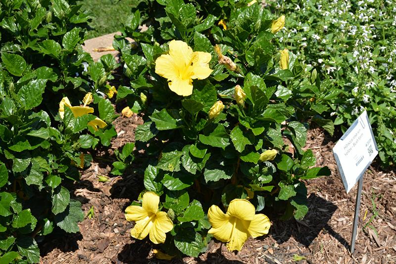 Hibiscus Bush Yellow - View 2 from www redcrocus com