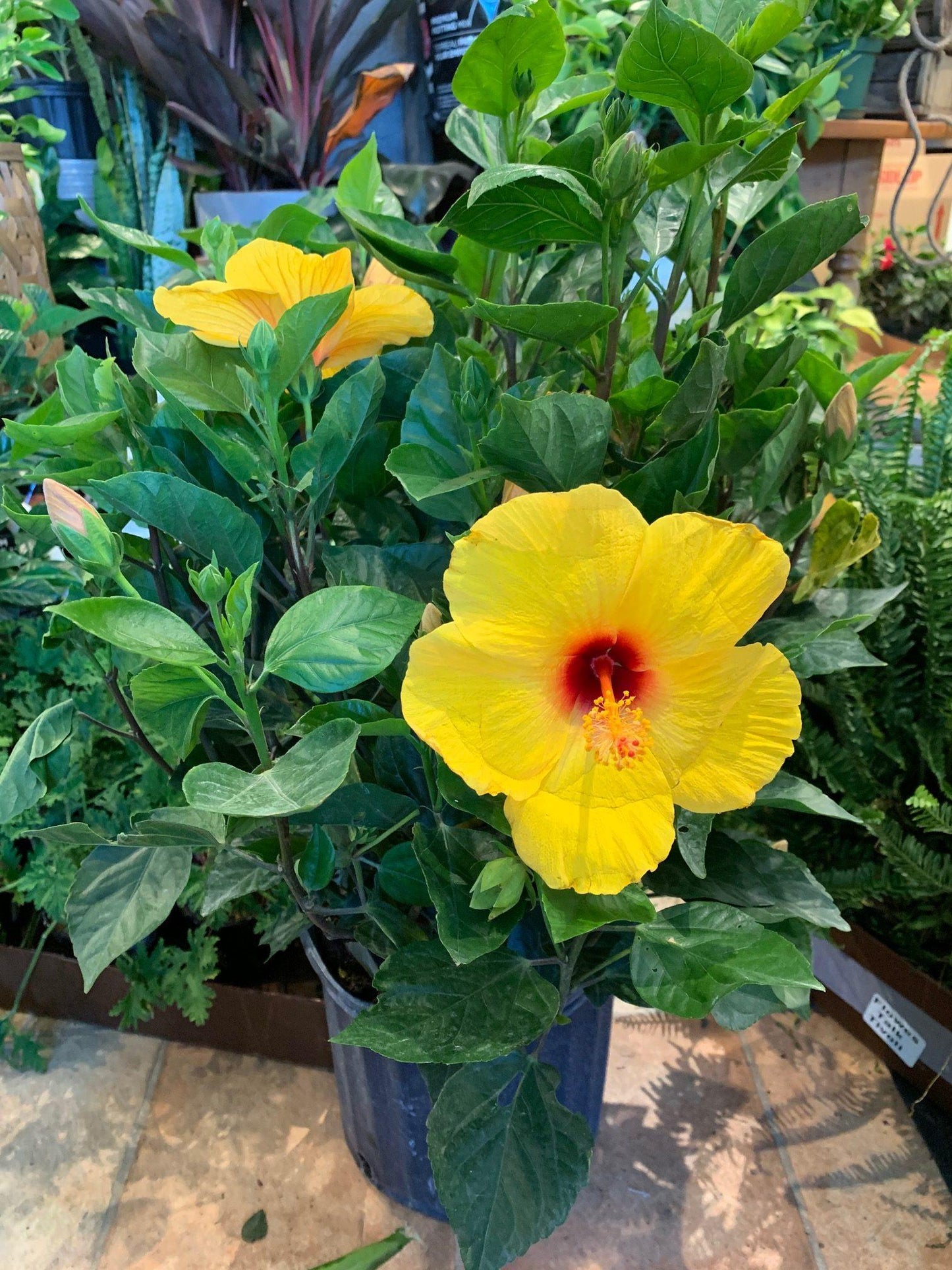 Hibiscus Bush Yellow - View 3 from www redcrocus com