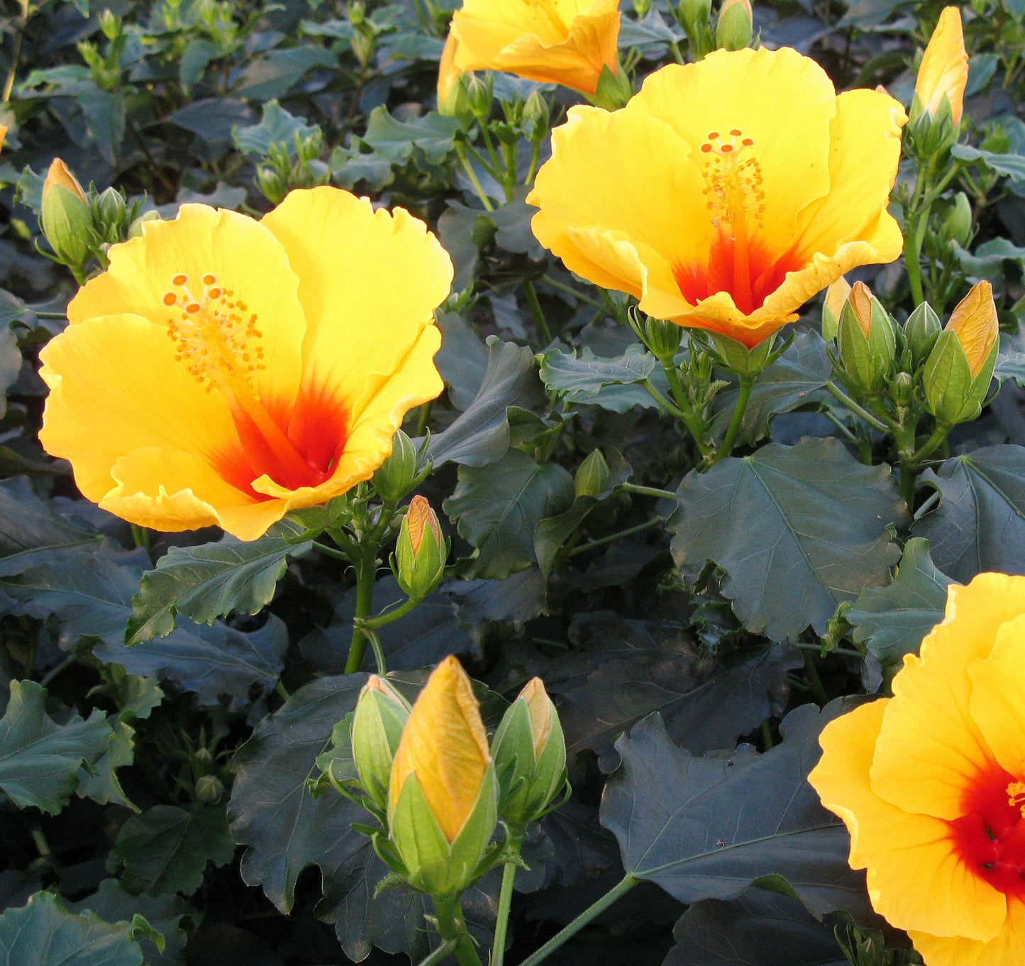 Hibiscus Bush Yellow - View 4 from www redcrocus com