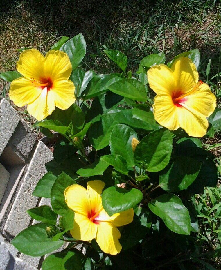 Hibiscus Bush Yellow - View 5 from www redcrocus com
