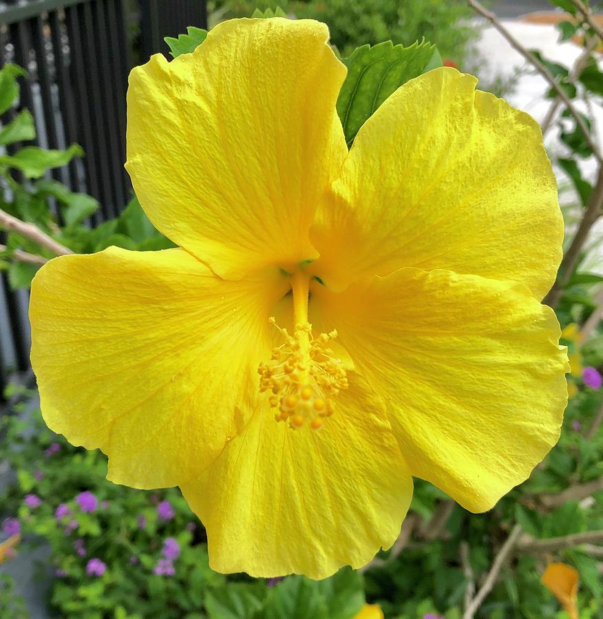 Hibiscus Bush Yellow - View 6 from www redcrocus com