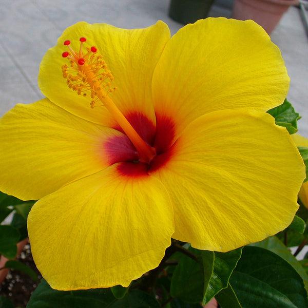Hibiscus Bush Yellow - View 7 from www redcrocus com