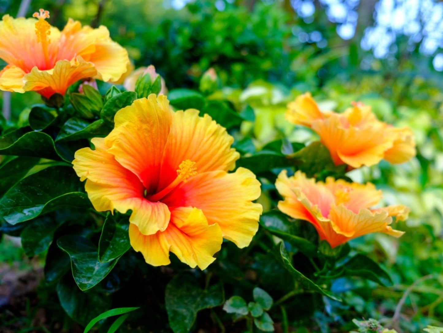Hibiscus Bush Yellow - View 8 from www redcrocus com