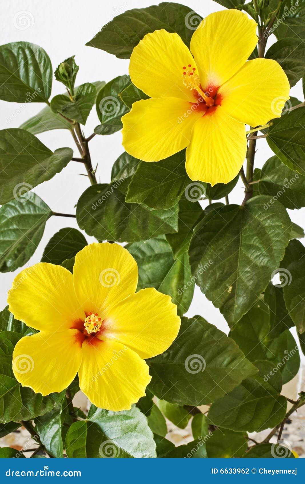 Hibiscus Bush Yellow - View 9 from www redcrocus com