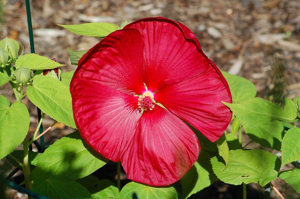Hibiscus Bush Red - View 12 from www redcrocus com