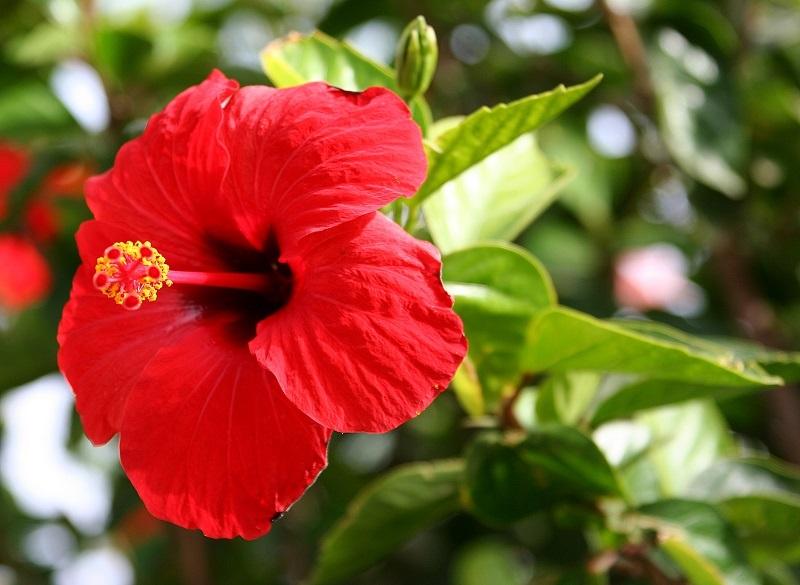 Hibiscus Bush Red - View 13 from www redcrocus com