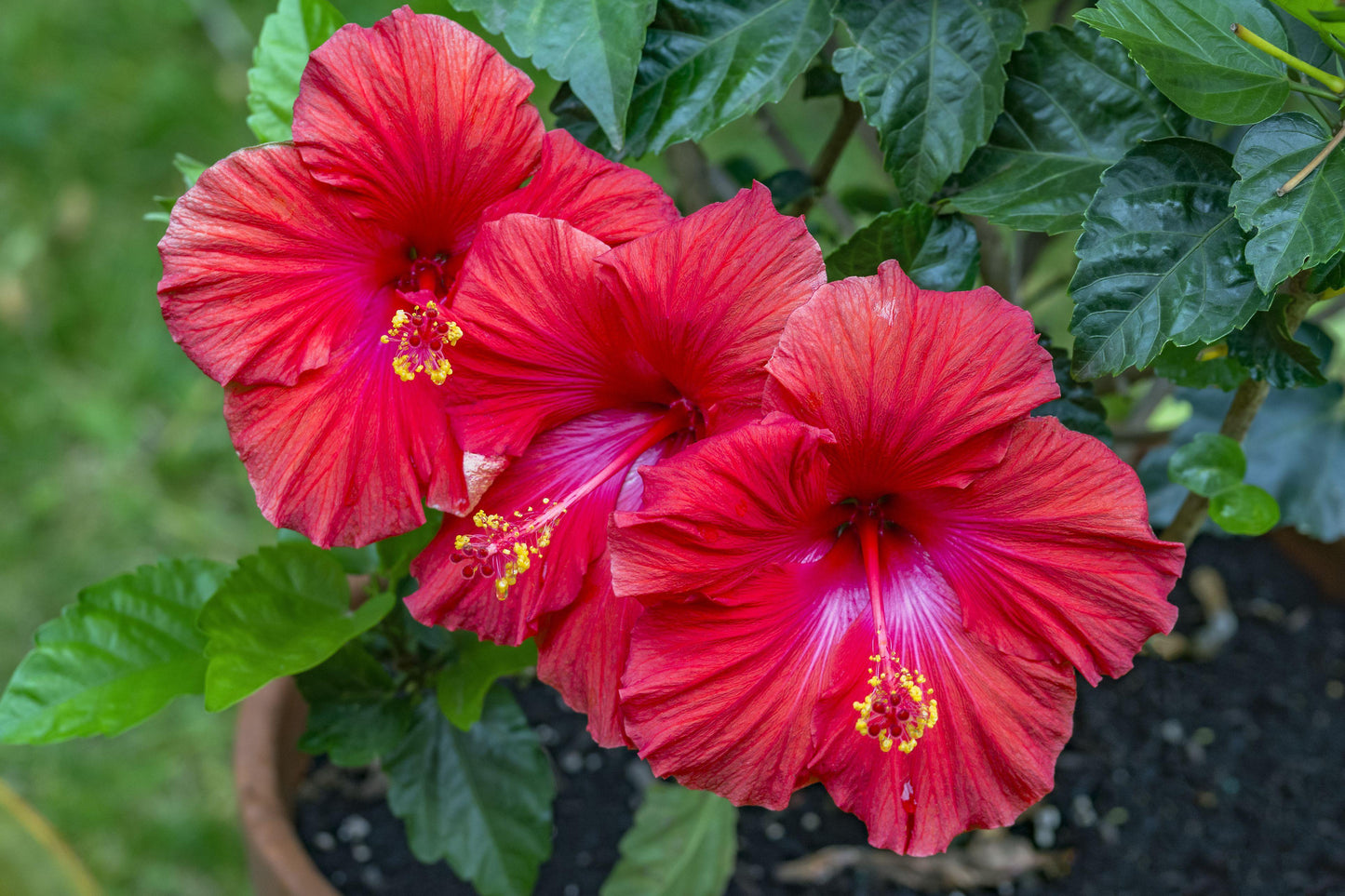 Hibiscus Bush Red - View 14 from www redcrocus com