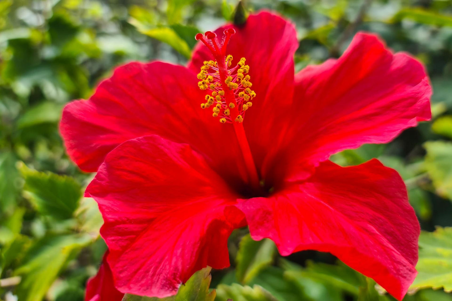 Hibiscus Bush Red - View 15 from www redcrocus com