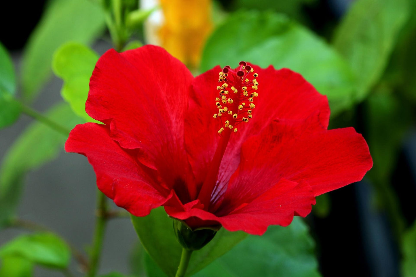 Hibiscus Bush Red - View 16 from www redcrocus com