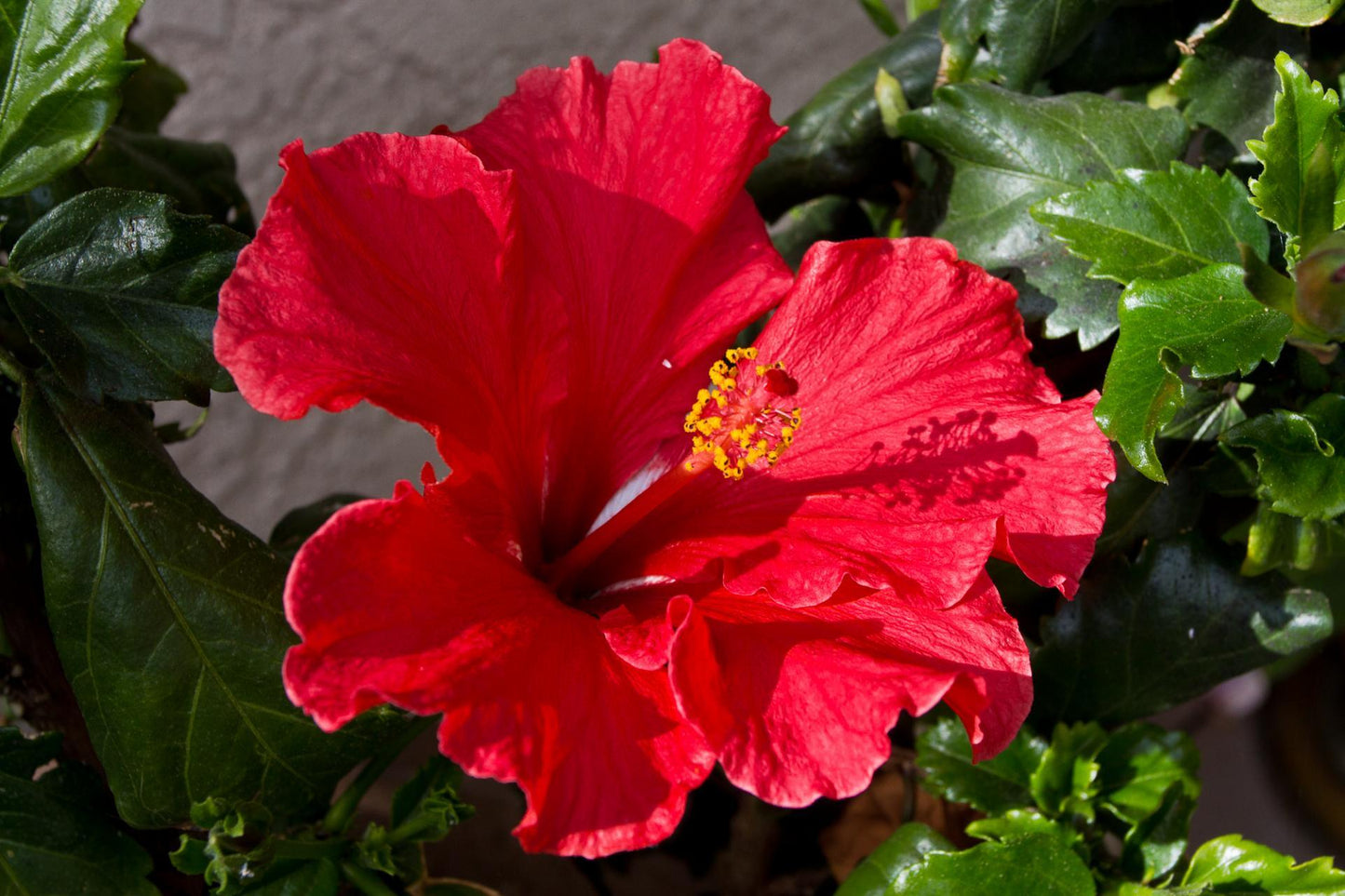 Hibiscus Bush Red - View 17 from www redcrocus com