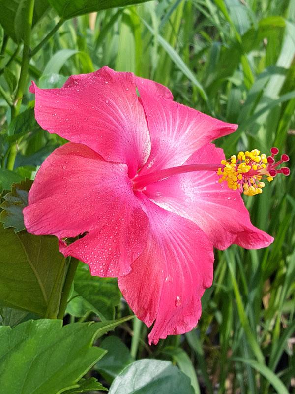 Hibiscus Bush Red - View 18 from www redcrocus com