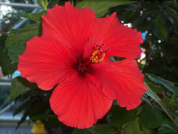Hibiscus Bush Red - View 19 from www redcrocus com