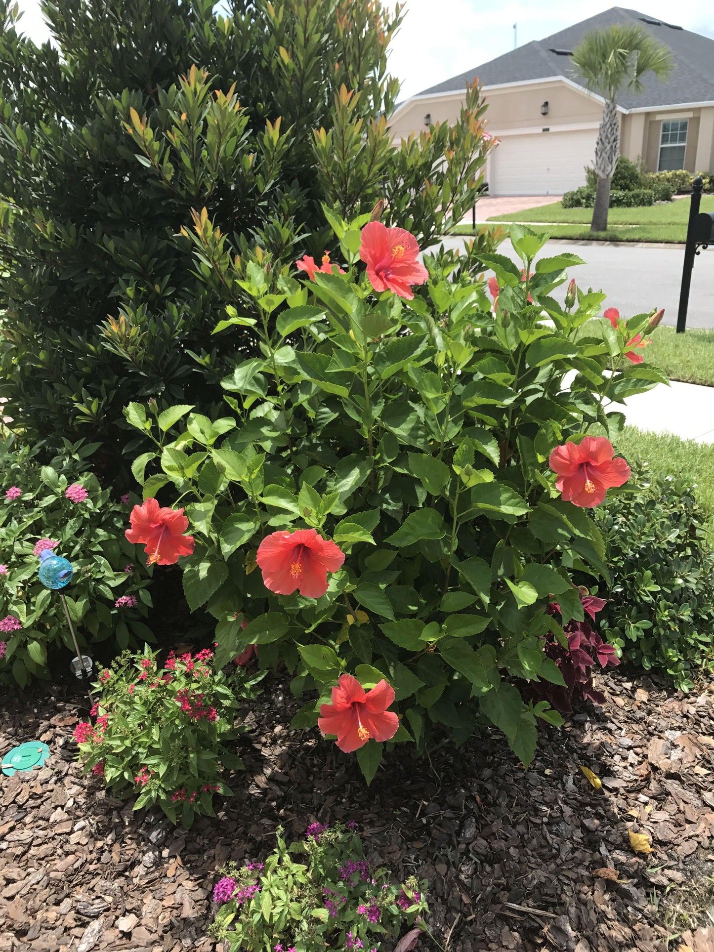Hibiscus Bush Red - View 1 from www redcrocus com