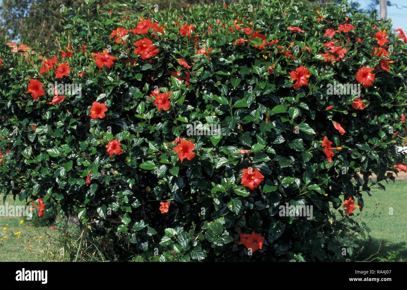 Hibiscus Bush Red - View 3 from www redcrocus com