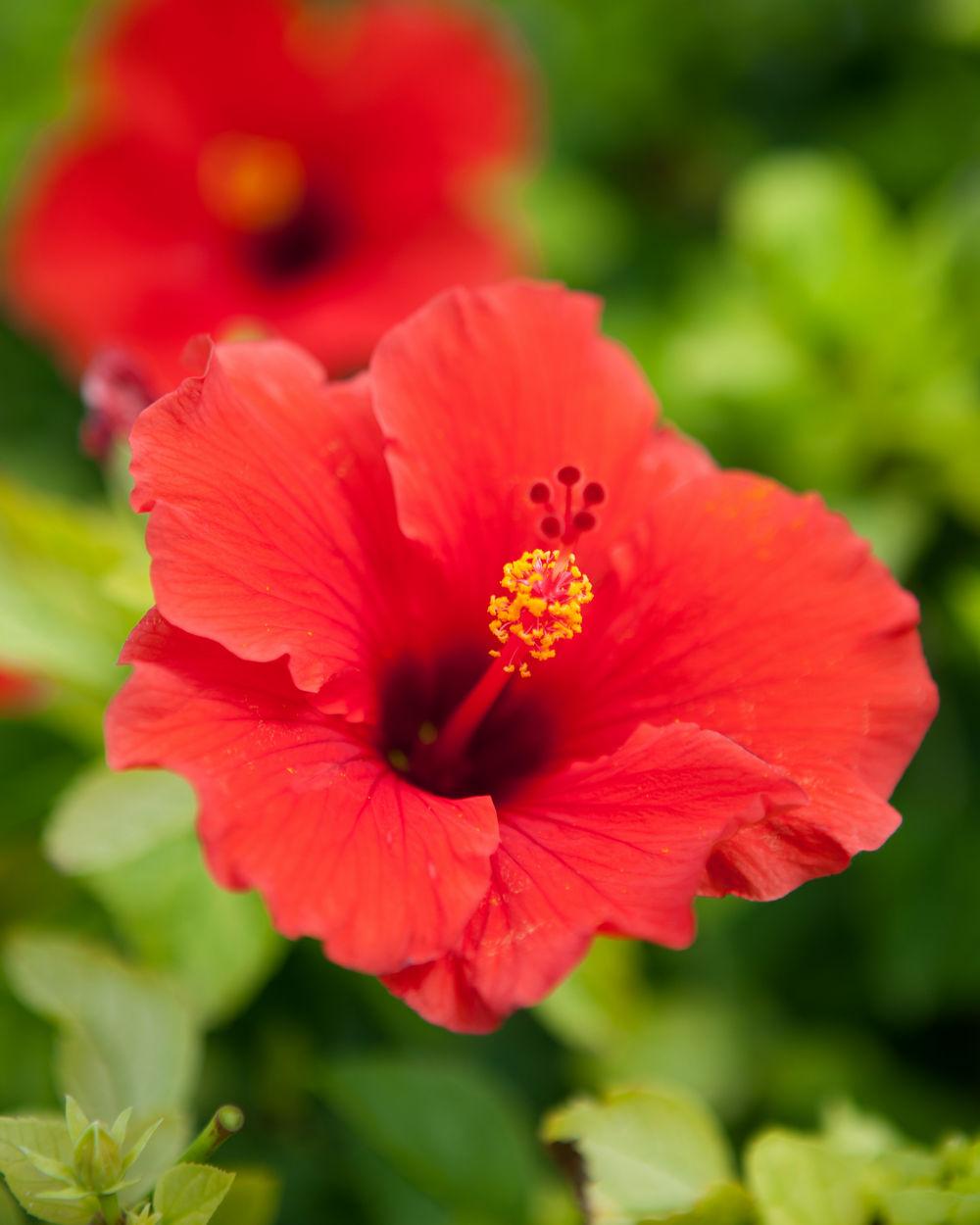Hibiscus Bush Red - View 4 from www redcrocus com