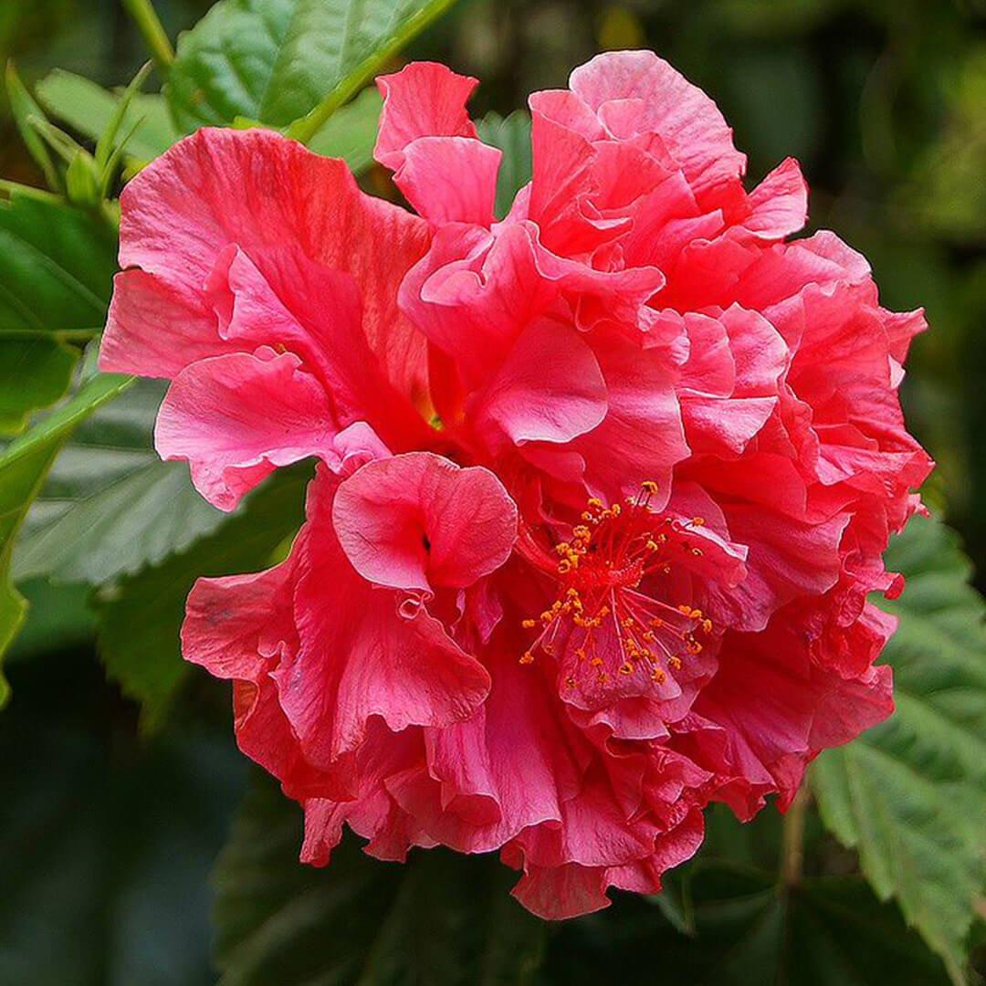 Hibiscus Bush Red - View 5 from www redcrocus com