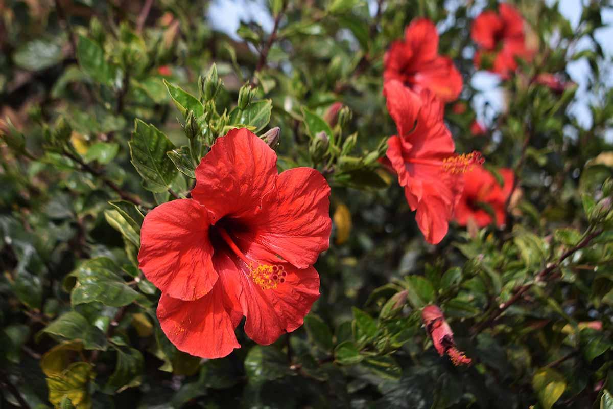 Hibiscus Bush Red - View 7 from www redcrocus com