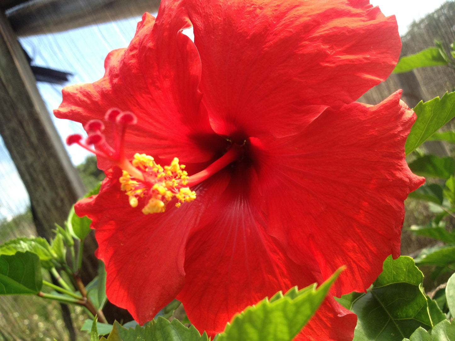 Hibiscus Bush Red - View 9 from www redcrocus com