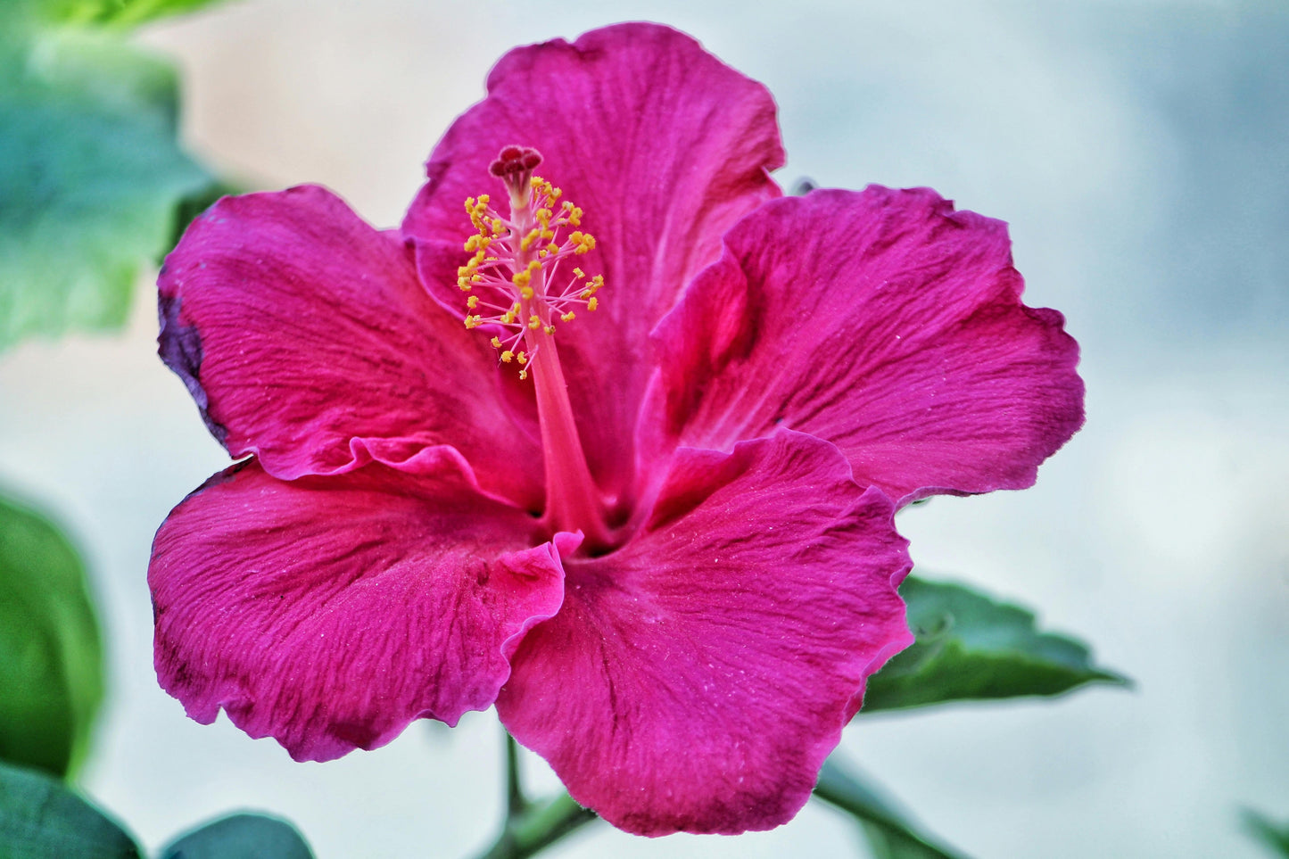 Hibiscus Bush Pink - View 11 from www redcrocus com