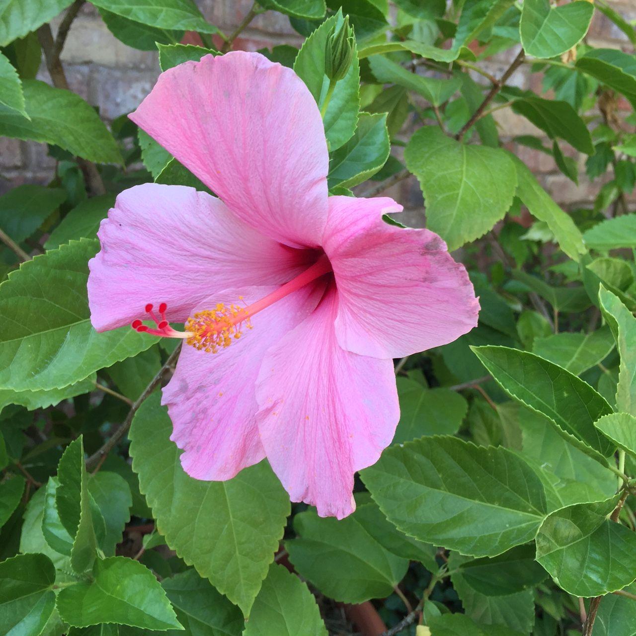 Hibiscus Bush Pink - View 12 from www redcrocus com