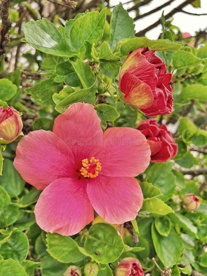 Hibiscus Bush Pink - View 13 from www redcrocus com