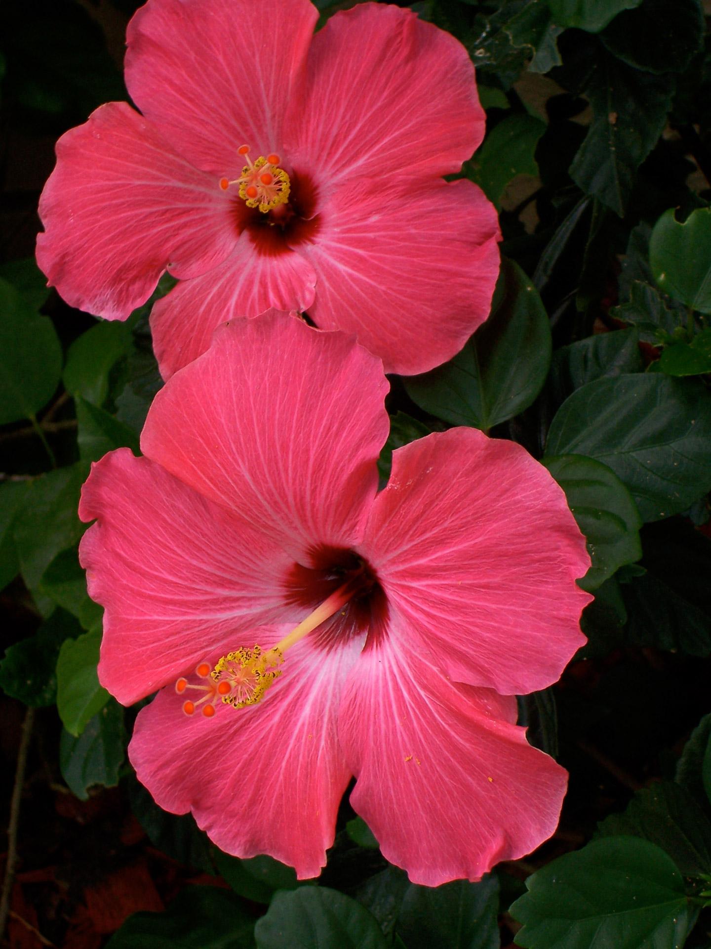 Hibiscus Bush Pink - View 15 from www redcrocus com