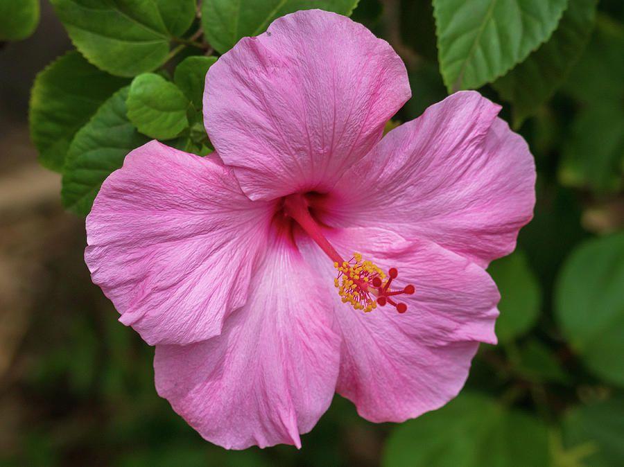 Hibiscus Bush Pink - View 16 from www redcrocus com