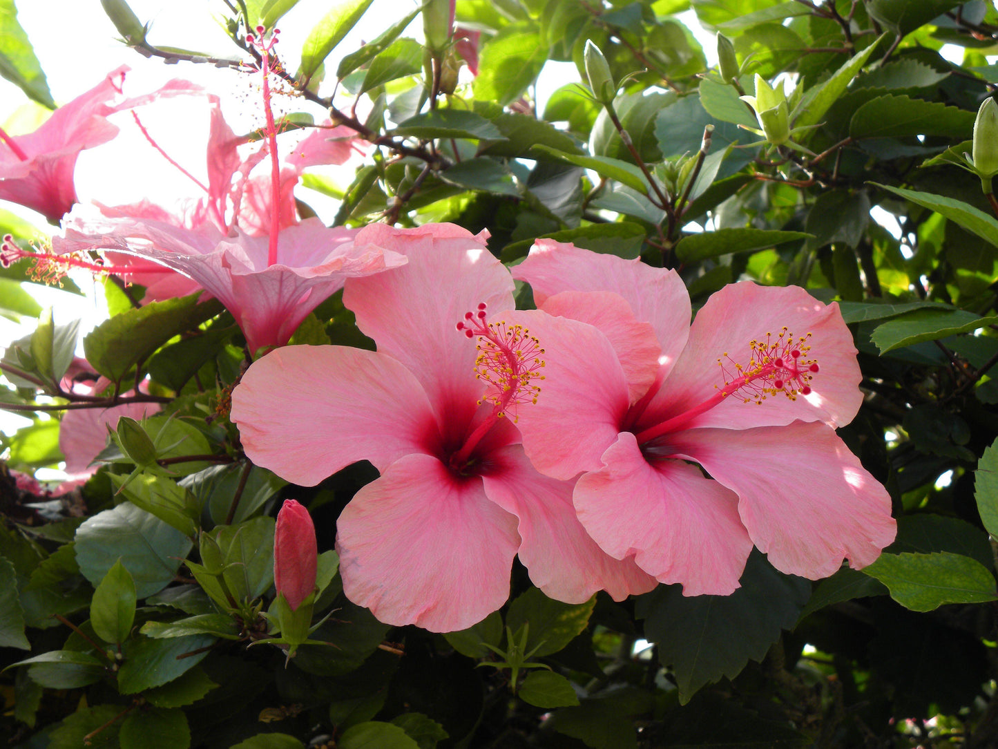 Hibiscus Bush Pink - View 17 from www redcrocus com
