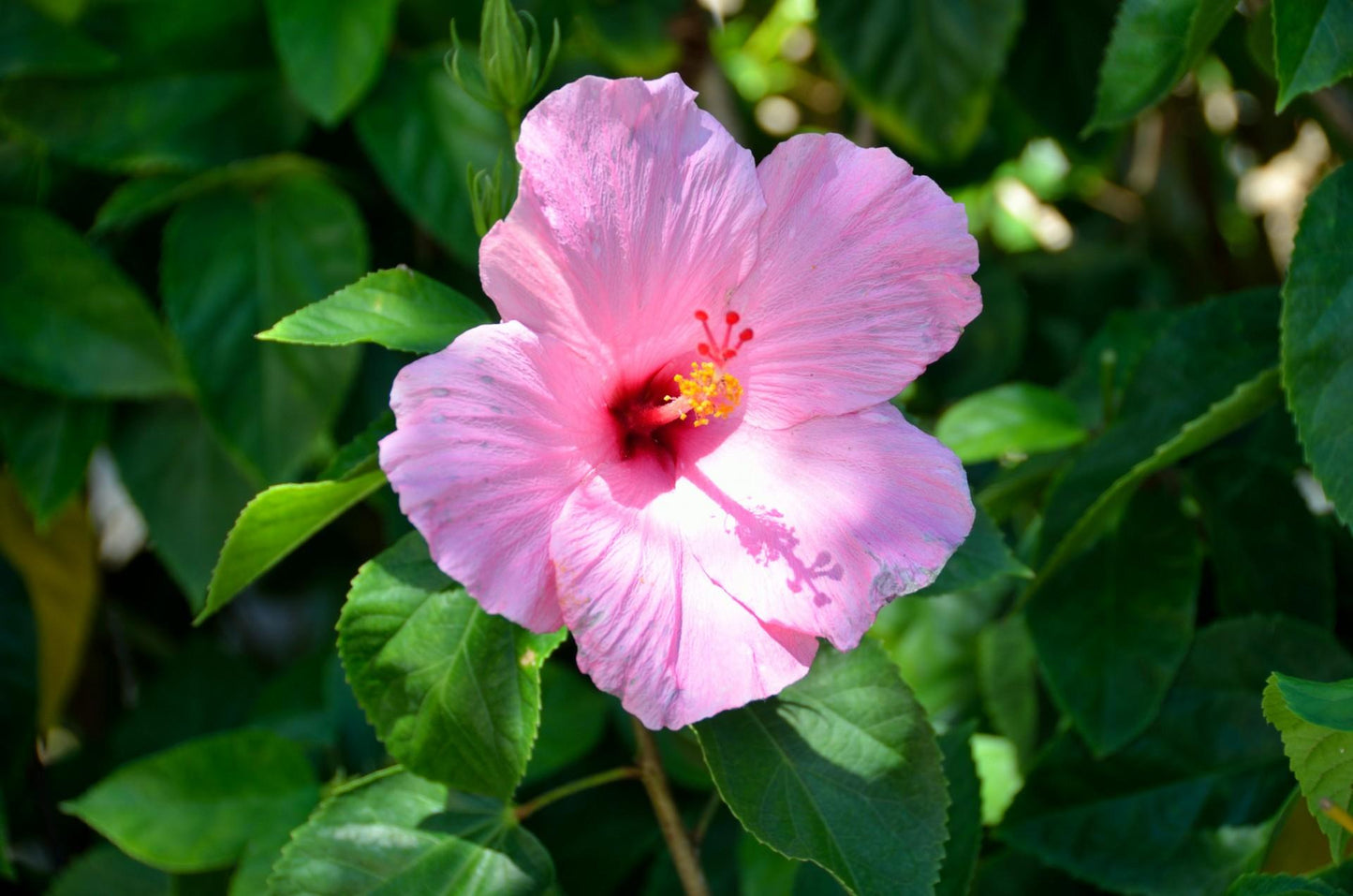 Hibiscus Bush Pink - View 18 from www redcrocus com