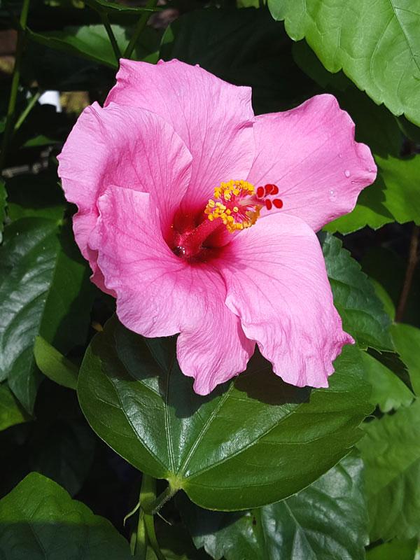 Hibiscus Bush Pink - View 19 from www redcrocus com