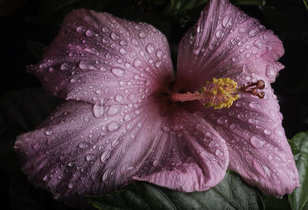 Hibiscus Bush Pink - View 2 from www redcrocus com