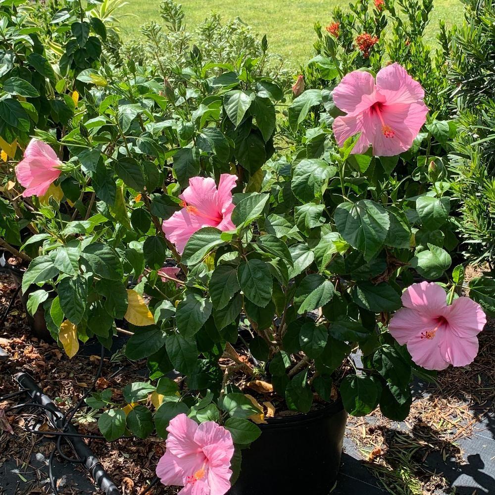 Hibiscus Bush Pink - View 3 from www redcrocus com